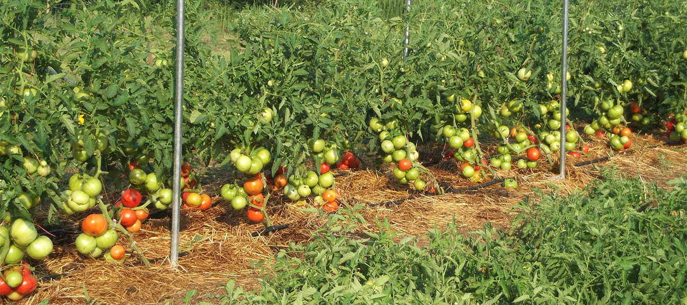 Agribusiness Loans